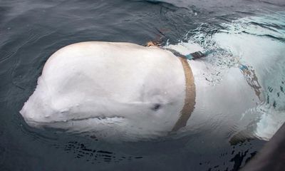 Norway plans sanctuary for ‘spy’ whale Hvaldimir who came in from cold