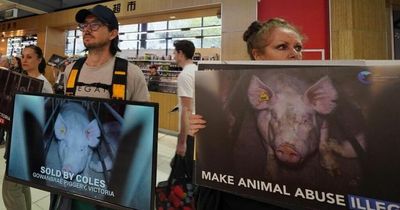 Angry vegans storm supermarket to STOP customers from buying any pork products