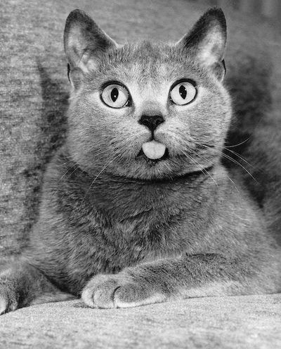 Study finds a link between being a cat person and improved mental health