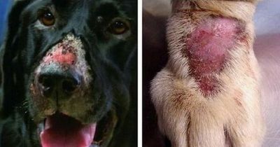 NI dogs most at risk of deadly Alabama Rot on wet winter woodland walks