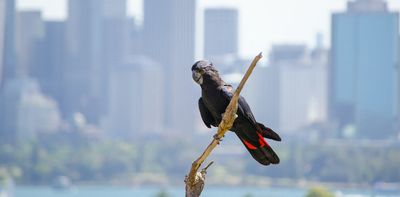 Koalas, parrots, frogs and orchids share our cities. Their fate depends on protecting each one's habitat, not just 30% of all land