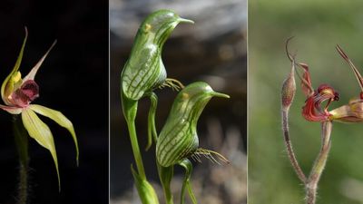The weird and wonderful world of Australian orchids disguised as dragons, fairies and spiders
