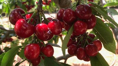 Christmas cherry supply shortage looms as growers battle third La Niña