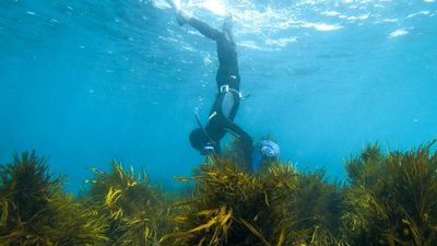 Indigenous cultural fishing report finds NSW government 'failed to effect the will of parliament'