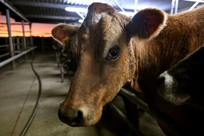 New Zealand locks horns with Canada in dairy trade row