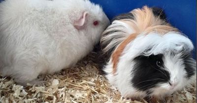 Tearful Leeds mum speaks out after pet guinea pig killed by Bonfire Night fireworks