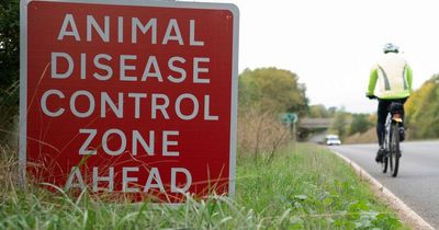 Laws to keep all poultry inside introduced amid UK bird flu outbreak