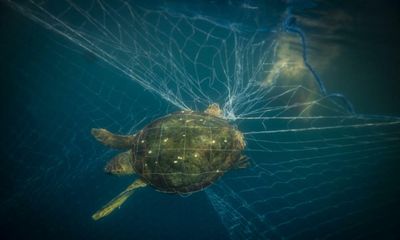 ‘An invisible killer’: how fishing gear became the deadliest marine plastic