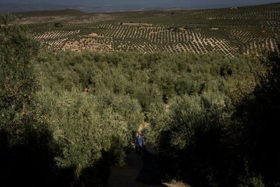 Drought tests resilience of Spain's olive groves and farmers