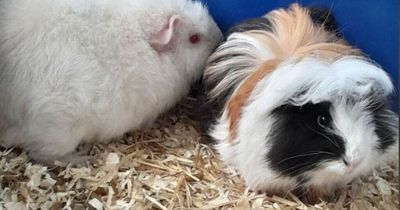 Mum's heartbreak as pet guinea pig is killed by fireworks