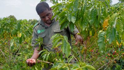 Climate-resistant coffee trees could save Mozambique rainforest