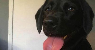 Dog stolen by thugs in Edinburgh after owner 'pushed to the ground' in park
