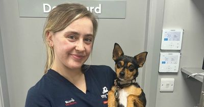 Kildare vet nurse and dog raising funds for Dogs Trust amid 'difficult' crisis