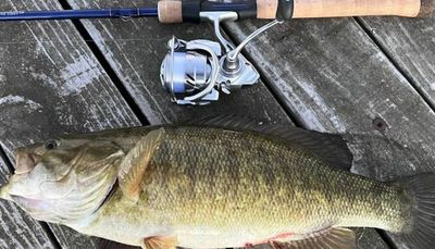 A smallmouth bass in record range caught and released at Northerly Island