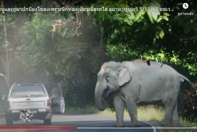 Man fined B5,000 for approaching wild elephant
