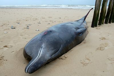 Wounded whale washes ashore in northern France