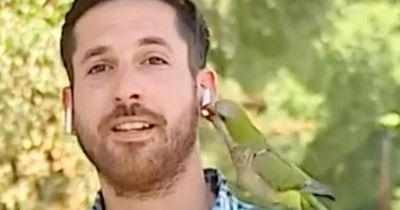 Parrot steals TV reporter's airpod while doing a broadcast about robberies