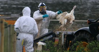 Bird flu lockdown: Poultry forced to stay indoors after record-breaking spread of virus