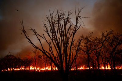 Countries band together to keep forest promise