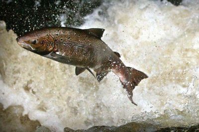 TV debut for Peter Capaldi-narrated film on plight of Scotland's salmon