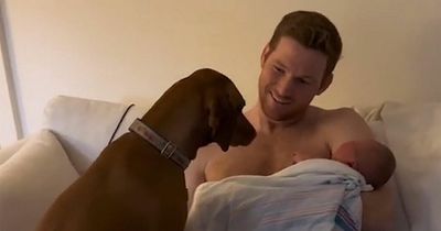 Adorable dog meeting newborn baby for the first time melts people's hearts