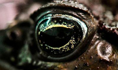 Toad licking: just say no, National Parks Service tells Americans seeking a high