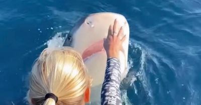 Woman nearly dives straight into 16ft tiger shark's gaping mouth in heart-stopping video
