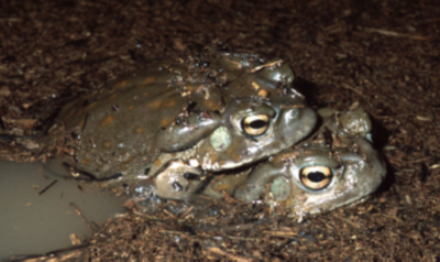 National Park Service warns against licking poisonous toad