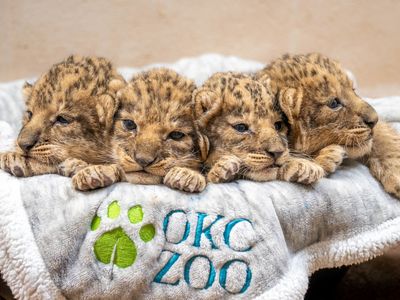 Oklahoma City Zoo welcomed its first lion cubs in 15 years. You can help name them