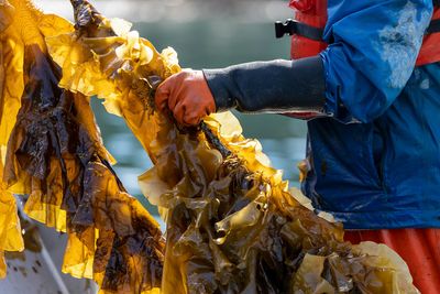 The seaweed superfood revolution could end world hunger—and save the planet