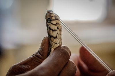 At Guinea's only specialized snake bite clinic, doctors need luck and antivenom