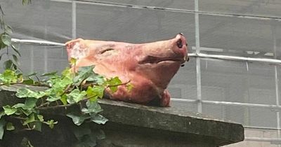 Hate crime probe launched after pig's head left at tower block housing Somali families