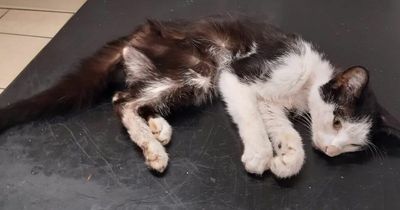Lifetime pet ban for Irish cat owner in 'worst' animal neglect case judge has seen