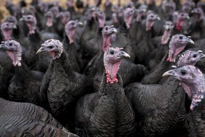 A near-record bird flu outbreak means you'll likely have a harder time finding a Thanksgiving turkey this year—and you'll probably pay more