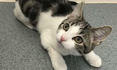 Charity seeks home for kitten that is neither male nor female