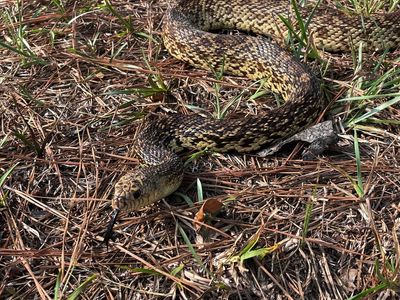 US: Protect Louisiana, Texas land for rare burrowing snake