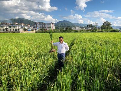 Could this cheaper, more climate-friendly perennial rice transform farming?