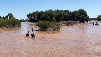 Rawlinna sheep station welcomes heavy rain after drought almost halves flock