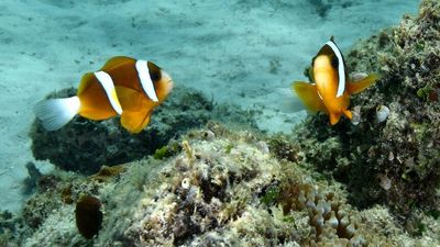 Researchers find colourful stripes of clownfish may help separate the dominant and submissive