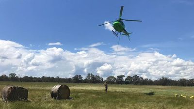 Brumbies trapped in Barmah National Park being flown hay amid rising floodwaters