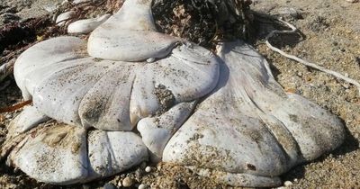 Huge faceless white blob found by dog walker on UK beach leaves experts puzzled