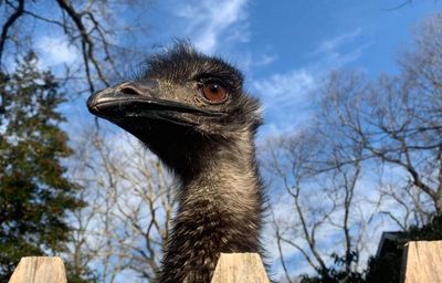 ‘Emus can break bones’: stop buying giant birds on a whim, farmers warn