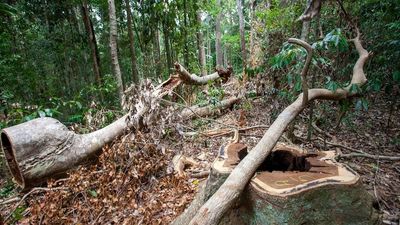Queensland company fined for unlawful logging in Wet Tropics World Heritage Area