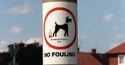 Just 11 fines handed out in Northumberland for dog fouling in past year