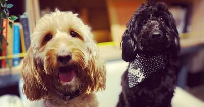 Doggy brunch coming to Liverpool with treats for pets and owners