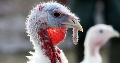 Christmas dinner at threat as skyrocketing prices could force turkey fans to 'go vegan'