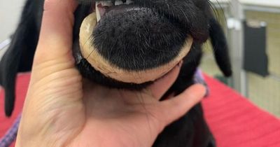 Vets' warning over fatal mistake as dog gets bone wrapped around jaw