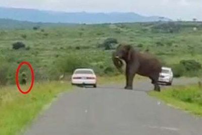 Watch: Tourist flees bull elephant by escaping car...and risking being eaten by lions