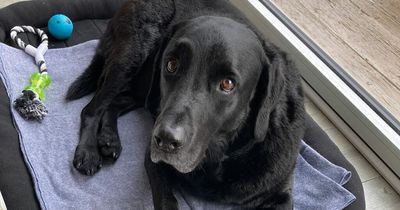 Hucknall community rally to help 'distraught' owner find lost dog