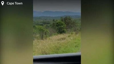 A tourist runs away from a bull elephant into a lion infested wilderness